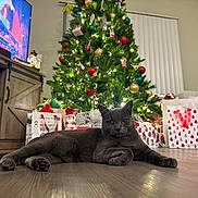 Delilah joined the competition — help win amazing prizes! cat, gray_cat, christmas_tree, christmas_decorations, gift_bags, living_room, wooden_floor, sofa, television, holiday, ornaments, lights, festive, indoor, relaxed, pet, cozy, home, decor, celebration