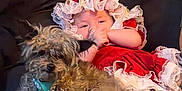 Kelly is registered to the contest to win money with this photo: animal, baby, child, comfort, couch, cozy, curly_hair, cute, dog, frills, fur, harness, indoor, infant, lying_down, pet, red_dress, relaxing, resting, small_dog