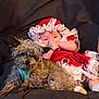 baby, dog, couch, red_dress, frills, harness, pet, infant, lying_down, curly_hair, fur, cozy, indoor, cute, small_dog, child, relaxing, animal, comfort, resting