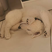 Hiro a rejoint le concours — aidez-le/la à gagner de superbes lots ! animal, canine, collar, cozy, curled_up, cute, dog, ear, floor, fur, indoors, paw, pet, puppy, relaxed, resting, sleeping, snout, tile_floor, white_fur