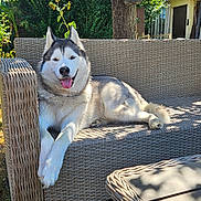 Hadès a rejoint le concours — aidez-le/la à gagner de superbes lots ! dog, husky, siberian_husky, pet, canine, sitting, lounging, smiling, tongue_out, fluffy, black_and_white, pointed_ears, outdoors, garden, patio, wicker_furniture, sofa, sunlight, flowers, relaxed