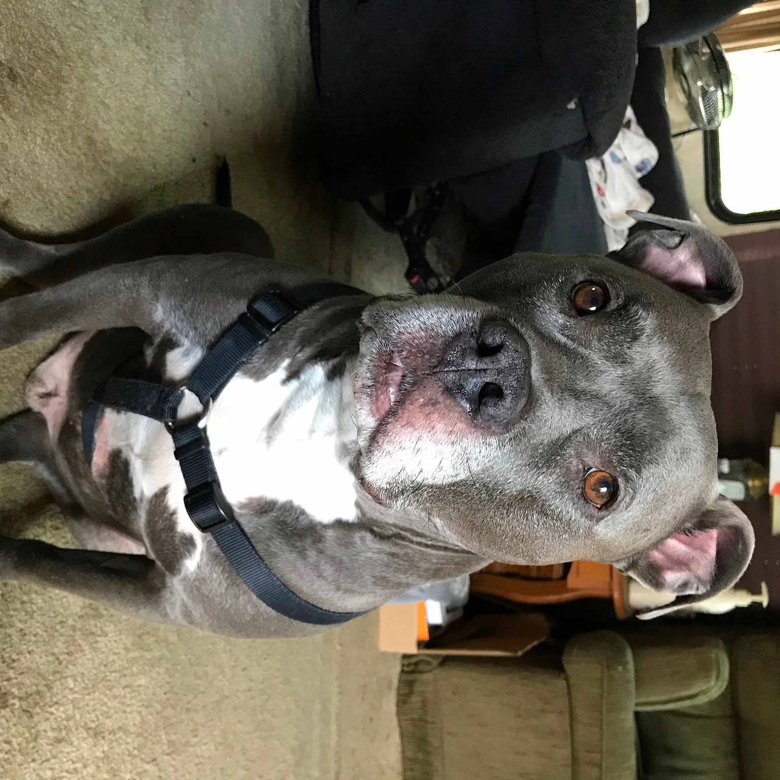 Gunner Boi is registered to the contest to win money with this photo: auto_part, automotive_wheel_system, canidae, car, carnivore, collar, companion_dog, dog, dog_breed, dog_collar, fawn, fur, snout, sporting_group, vehicle, vehicle_door, whiskers, window, working_animal, working_dog