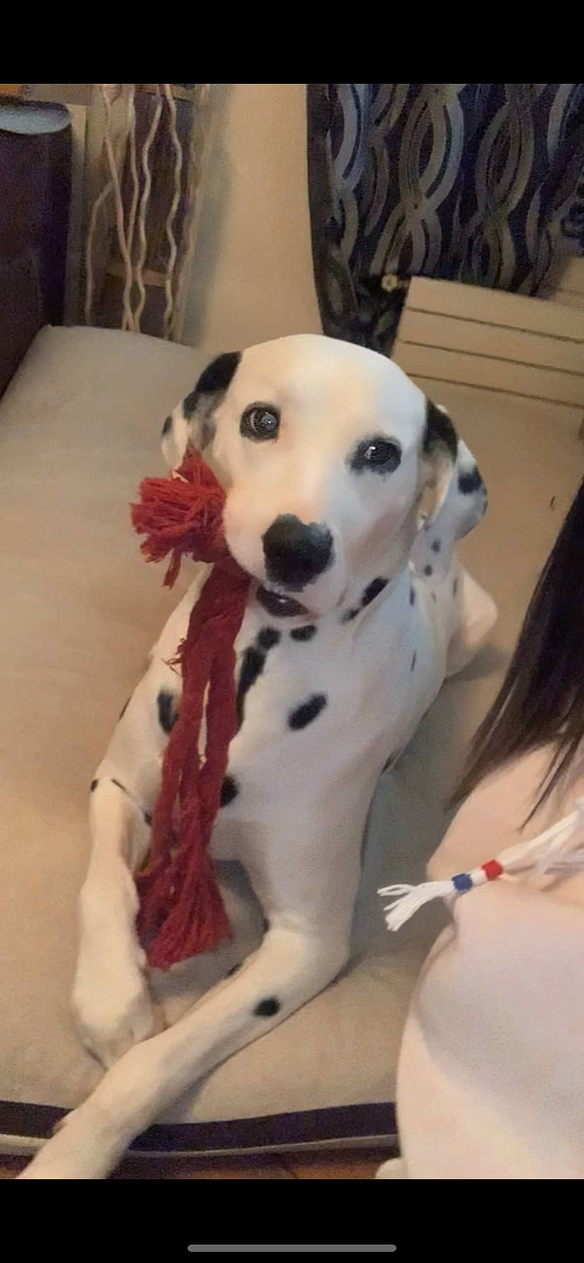 Marquise participe au concours pour gagner de l'argent avec cette photo : canidae, carnivore, collar, companion_dog, dalmatian, dog, dog_breed, dog_collar, dog_supply, fawn, flooring, fur, guard_dog, non_sporting_group, pet_supply, puppy, snout, sporting_group, terrestrial_animal, working_animal