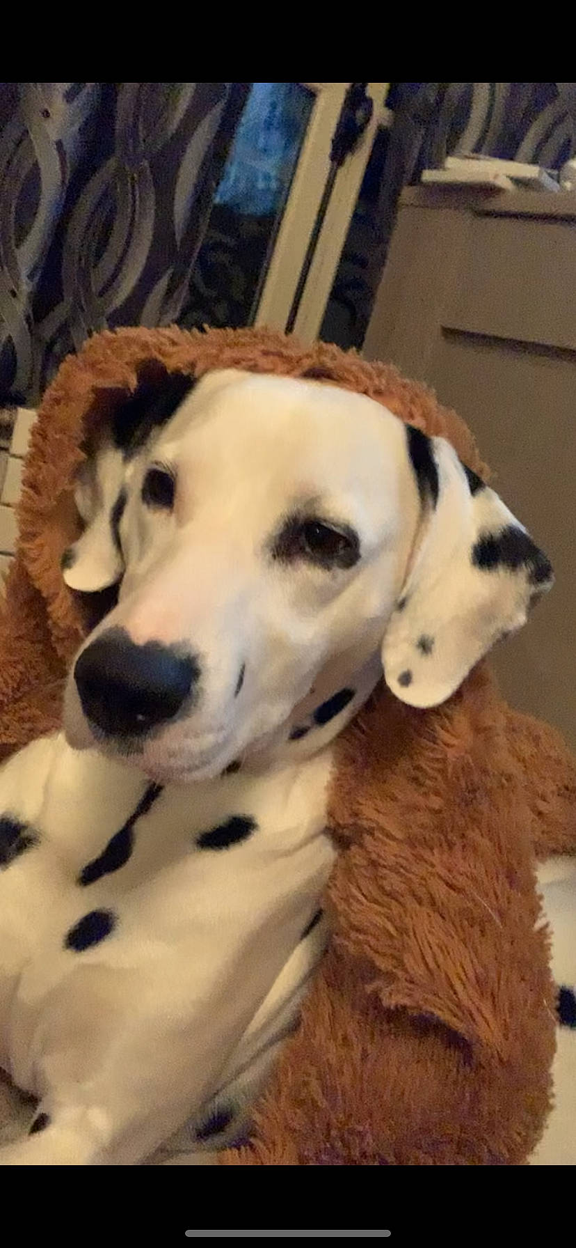 Marquise participe au concours pour gagner de l'argent avec cette photo : canidae, carnivore, collar, companion_dog, dog, dog_breed, dog_collar, dog_supply, fawn, fur, non_sporting_group, paw, pet_supply, puppy, snout, sporting_group, terrestrial_animal, whiskers, working_animal, working_dog