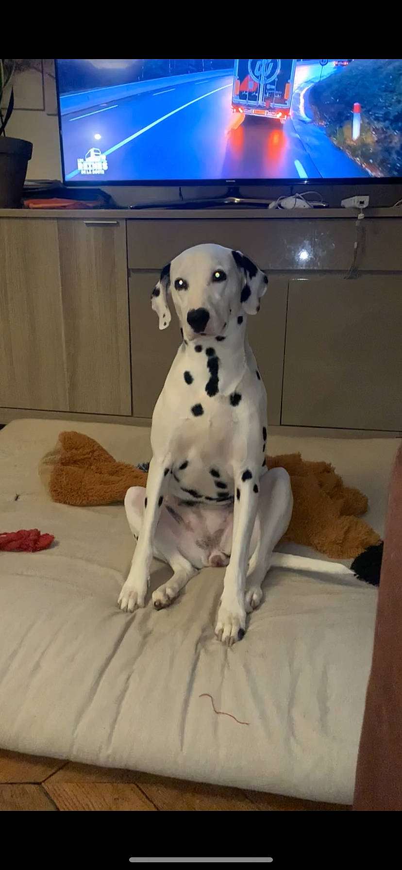 Marquise participe au concours pour gagner de l'argent avec cette photo : carnivore, comfort, companion_dog, couch, dalmatian, dog, dog_breed, dog_supply, fawn, flooring, mammal, paw, pet_supply, snout, sporting_group, tail, television, terrestrial_animal, wood, working_animal