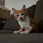 Aïko participe au concours pour gagner de l'argent avec cette photo : kitten, cat, orange_and_white, pet, animal, curious, indoor, couch, furniture, whiskers, ears, young, domestic_cat, cute, small, sitting, looking, eyes, fur, mammal