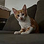 kitten, cat, orange_and_white, pet, animal, curious, indoor, couch, furniture, whiskers, ears, young, domestic_cat, cute, small, sitting, looking, eyes, fur, mammal