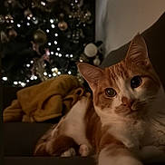 Aïko participe au concours pour gagner de l'argent avec cette photo : animal, cat, christmas_tree, close_up, couch, cozy, decor, feline, ginger_cat, holiday_lights, indoor, living_room, night, ornaments, pet, relaxed, soft_focus, stretching, warm_lighting, white_cat