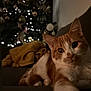 animal, cat, christmas_tree, close_up, couch, cozy, decor, feline, ginger_cat, holiday_lights, indoor, living_room, night, ornaments, pet, relaxed, soft_focus, stretching, warm_lighting, white_cat