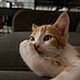 Aïko participe au concours pour gagner de l'argent avec cette photo : cat, orange_and_white, pet, indoor, sofa, paw, whiskers, relaxed, close_up, feline, cute, animal, fur, domestic, resting, home, curious, portrait, face, eyes