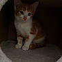 kitten, cat, orange_cat, white_cat, pet, animal, cute, curious, indoor, cat_condo, cozy, furry, small, young, paws, whiskers, feline, resting, portrait, looking