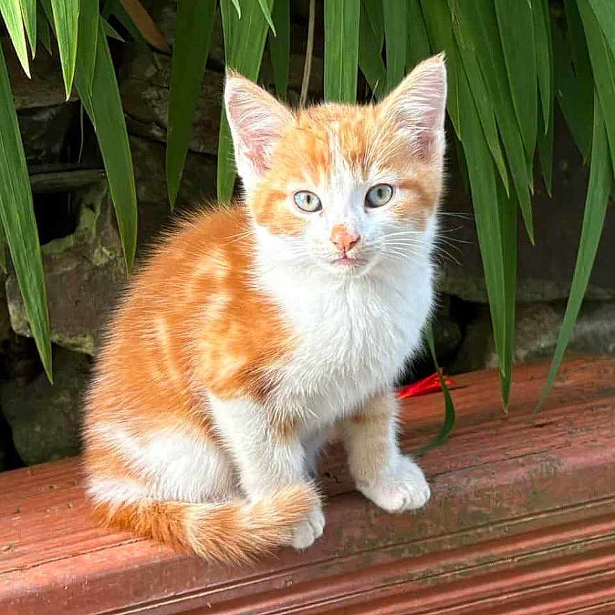 Aïko participe au concours pour gagner de l'argent avec cette photo : animal, cat, closeup, curious, cute, ears, fur, green_leaves, kitten, nature, orange_and_white, outdoor, pet, plant, sitting, small, texture, whiskers, wooden_ledge, young