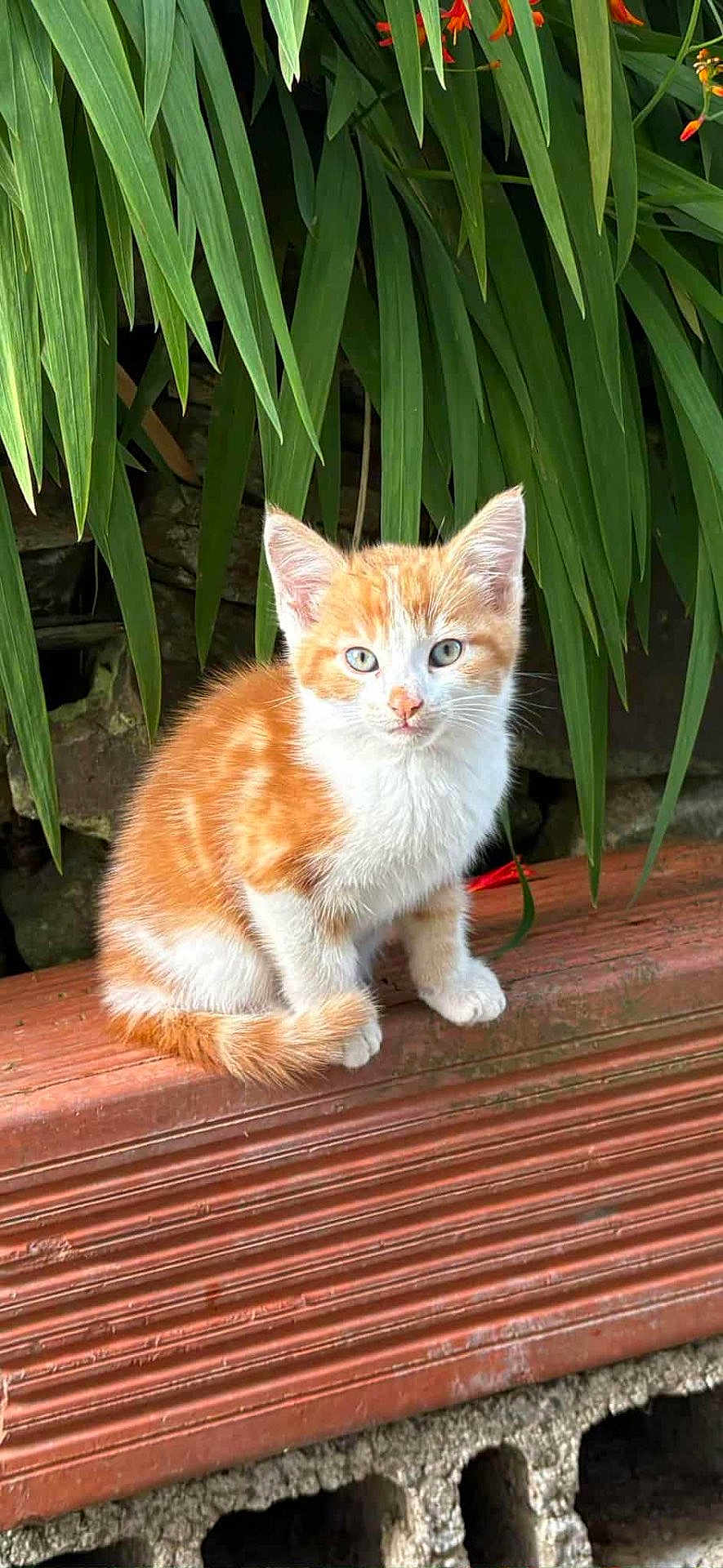 Aïko participe au concours pour gagner de l'argent avec cette photo : kitten, cat, orange_and_white, fur, sitting, green_leaves, plant, outdoor, curious, pet, animal, small, cute, young, nature, wooden_ledge, texture, closeup, whiskers, ears