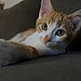 Aïko a rejoint le concours — aidez-le/la à gagner de superbes lots ! cat, kitten, orange, white, pet, feline, animal, indoors, couch, fur, whiskers, ears, eyes, relaxing, closeup, portrait, cute, young, domestic, mammal