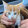 kitten, cat, orange_cat, white_cat, pet, animal, feline, close_up, hands, blanket, brown_blanket, car_interior, green_background, soft_focus, cute, young_cat, whiskers, ears, eyes, fur