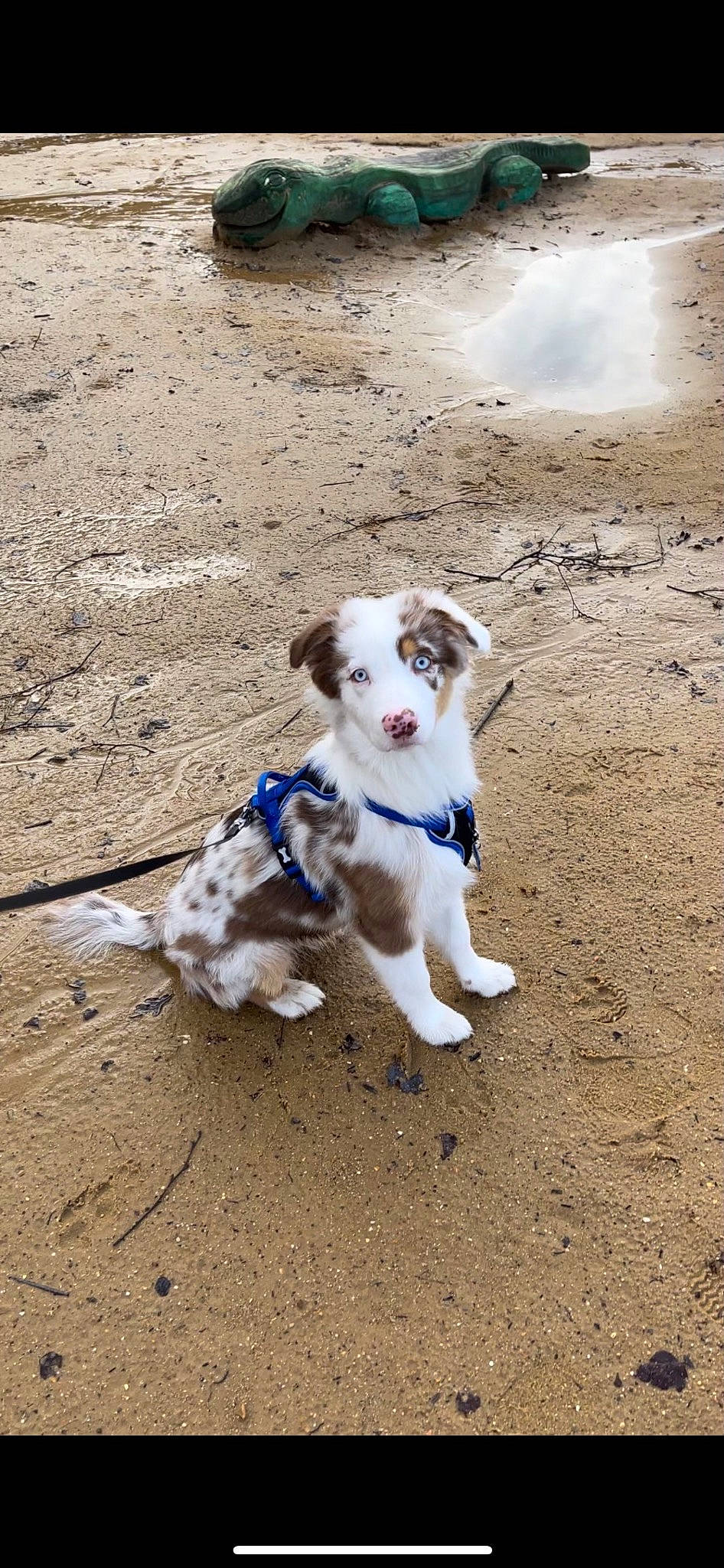 Hudson is registered to the contest to win money with this photo: adventure, carnivore, companion_dog, dog, dog_breed, dog_collar, dog_supply, fawn, hunting_dog, leash, non_sporting_group, paw, running, sand, snout, soil, sporting_group, tail, terrier, working_animal