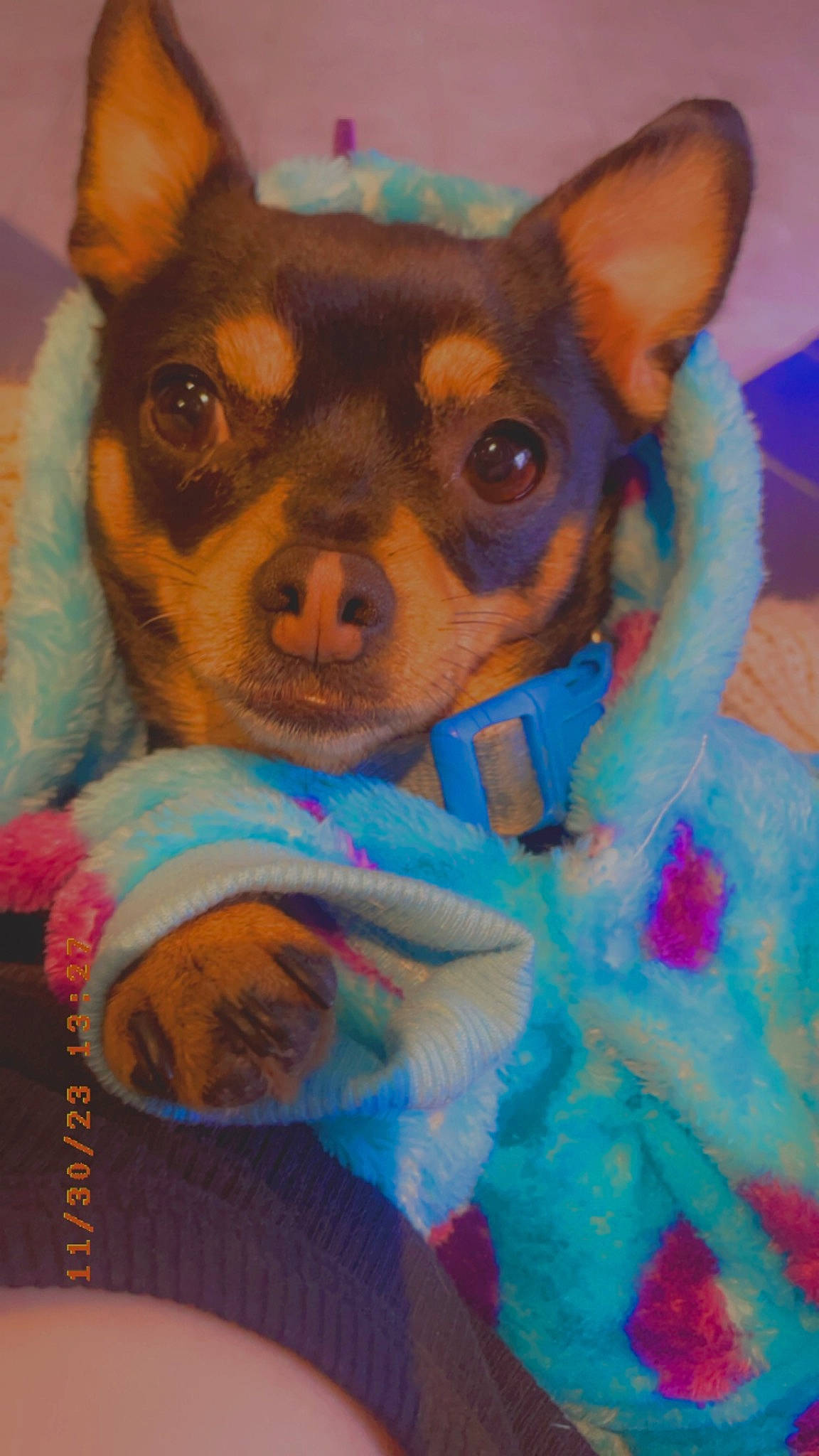 Tynna a rejoint le concours — aidez-le/la à gagner de superbes lots ! blue, canidae, carnivore, comfort, companion_dog, corgi_chihuahua, dog, dog_breed, dog_supply, ear, electric_blue, fawn, fur, magenta, prazsky_krysarik, snout, terrestrial_animal, toy_dog, whiskers, working_animal