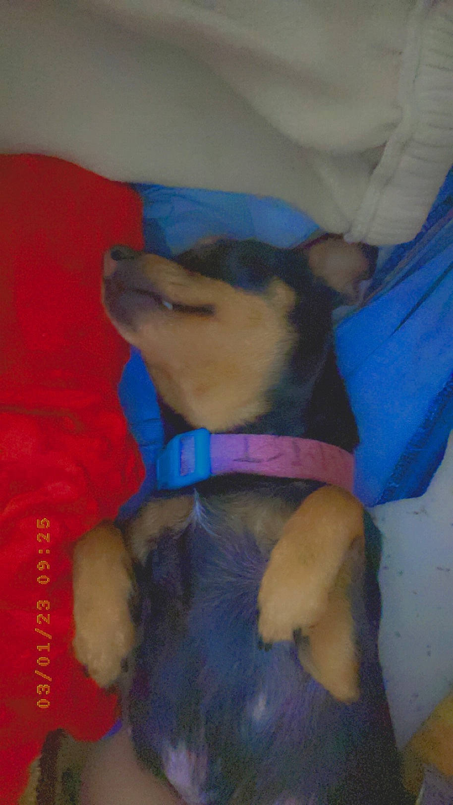 Tynna a rejoint le concours — aidez-le/la à gagner de superbes lots ! canidae, carnivore, comfort, companion_dog, dog, dog_breed, dog_clothes, dog_supply, electric_blue, fawn, gesture, human_leg, linens, paw, pet_supply, sporting_group, toy_dog, watch, working_animal, wrist