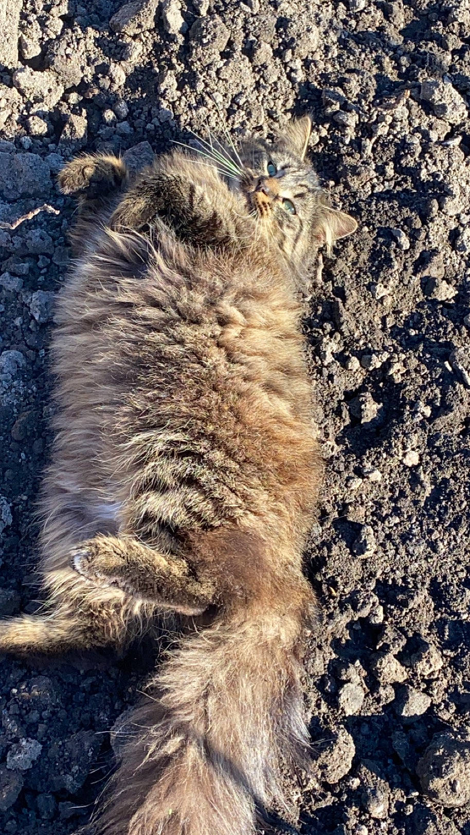 Pompon participe au concours pour gagner de l'argent avec cette photo : carnivore, cat, claw, felidae, fur, grass, landscape, paw, plant, road_surface, rock, shadow, small_to_medium_sized_cats, soil, tail, terrestrial_animal, trunk, whiskers, wildlife, wood