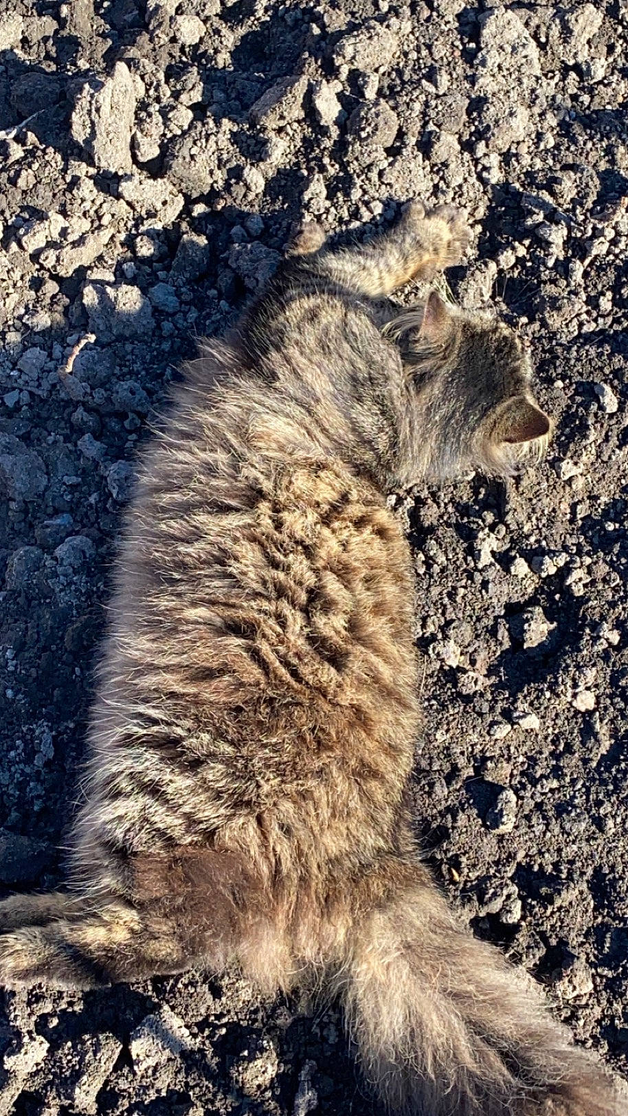 Pompon participe au concours pour gagner de l'argent avec cette photo : carnivore, cat, claw, felidae, fur, grass, organism, paw, plant, rock, shadow, small_to_medium_sized_cats, snout, soil, tail, terrestrial_animal, whiskers, wood