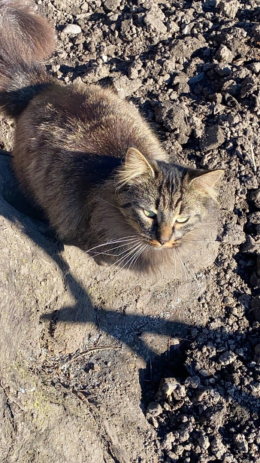 Pompon a rejoint le concours — aidez-le/la à gagner de superbes lots ! carnivore, cat, claw, domestic_short_haired_cat, fawn, felidae, fur, grass, organism, paw, sand, shadow, small_to_medium_sized_cats, snout, soil, tail, terrestrial_animal, trunk, whiskers, wood