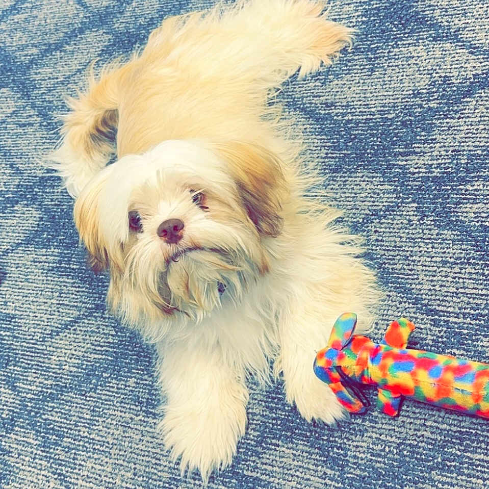 Harry is registered to the contest to win money with this photo: accessories, affenpinscher, animal, canine, cockerspaniel, dog, face, head, leash, person, pet, photography, poodle, portrait, puppy, sleeping, strap, terrier, toy, whitedog