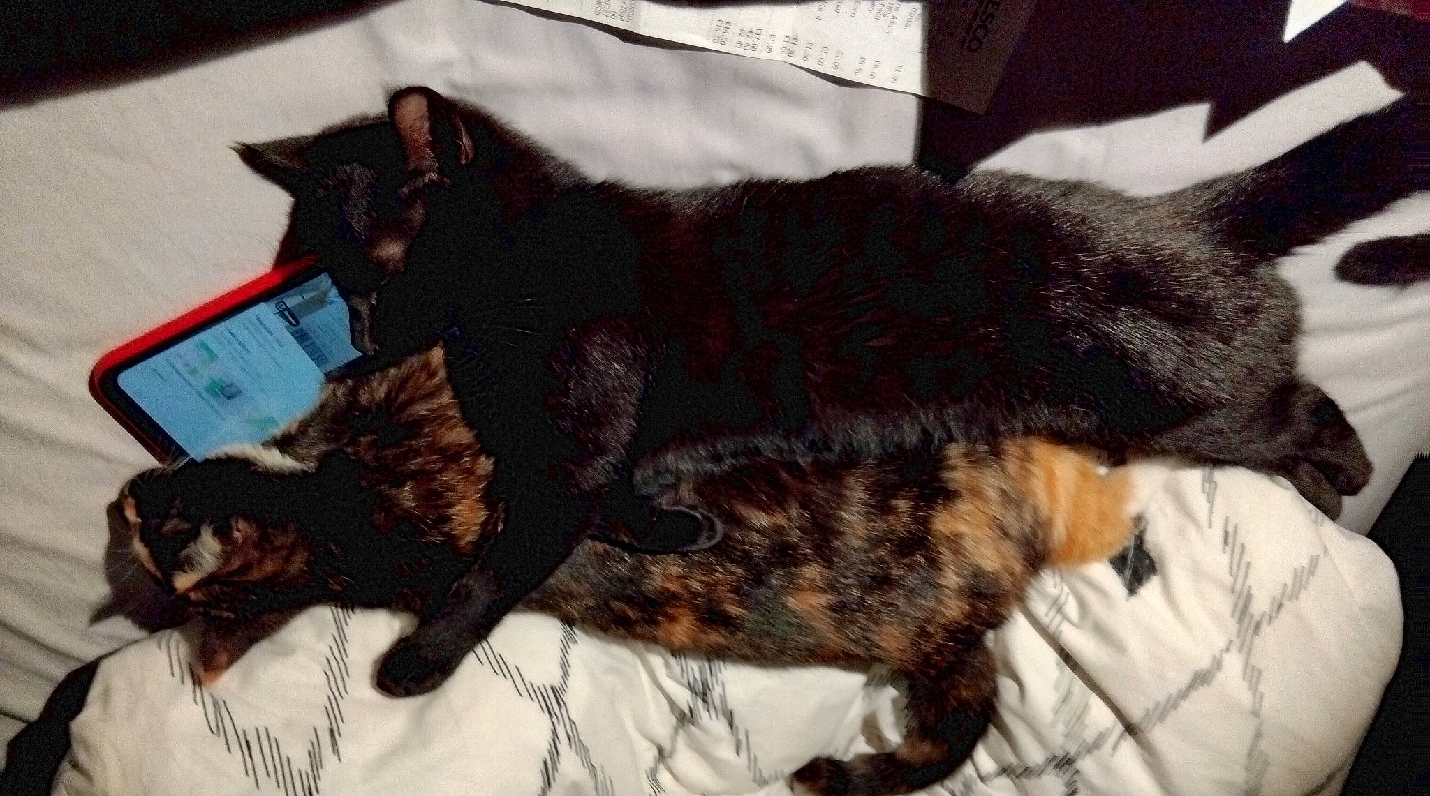 Tomy joined the competition — help win amazing prizes! art, black_cat, bombay, carnivore, cat, claw, comfort, domestic_short_haired_cat, felidae, fur, laptop, paw, small_to_medium_sized_cats, sporting_group, tail, terrestrial_animal, textile, tree, whiskers