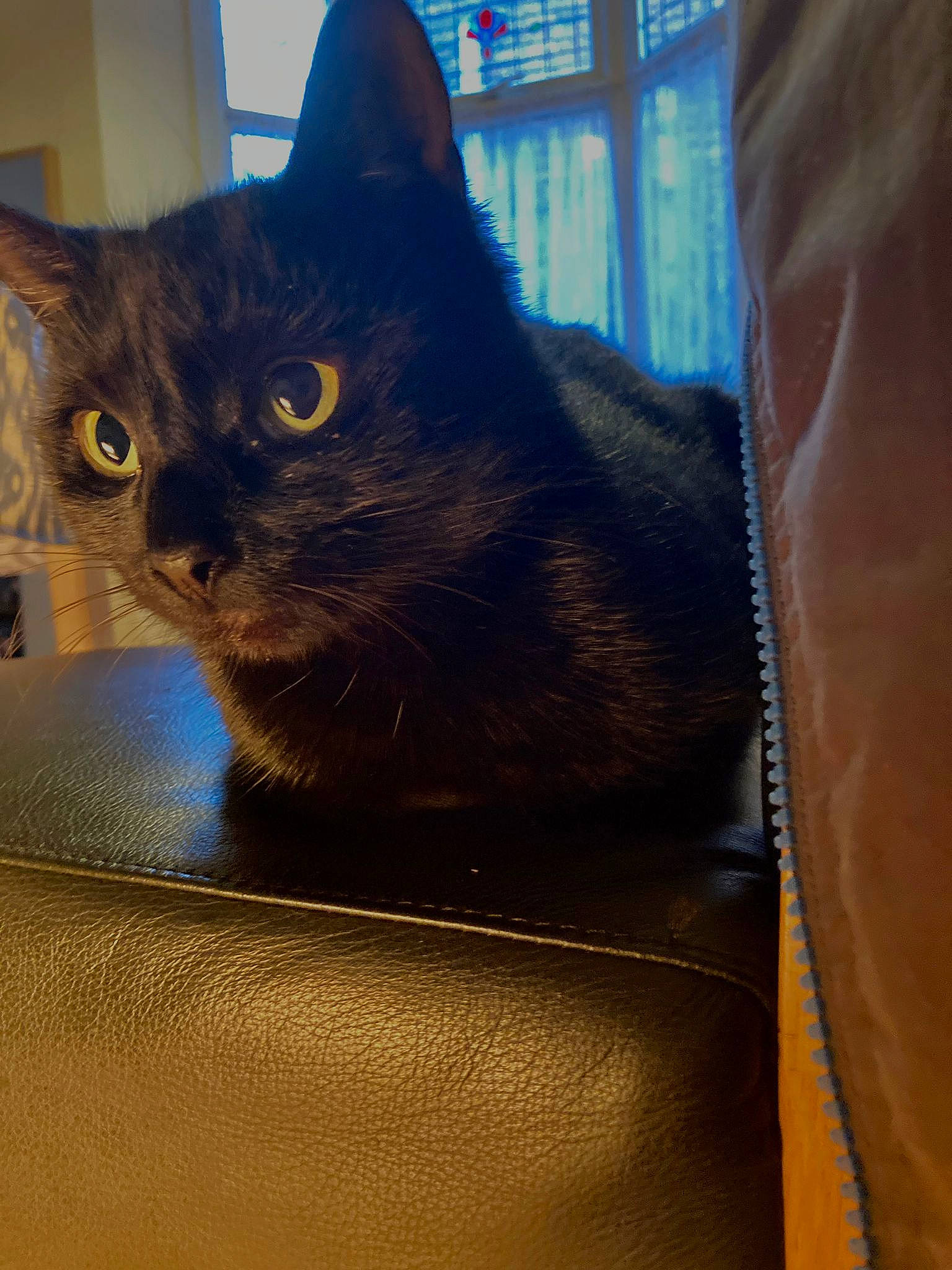 Tomy joined the competition — help win amazing prizes! black_cat, box, carnivore, cat, cat_furniture, chartreux, domestic_short_haired_cat, electric_blue, eye, fawn, felidae, fur, havana_brown, iris, small_to_medium_sized_cats, snout, tail, whiskers, window, wood