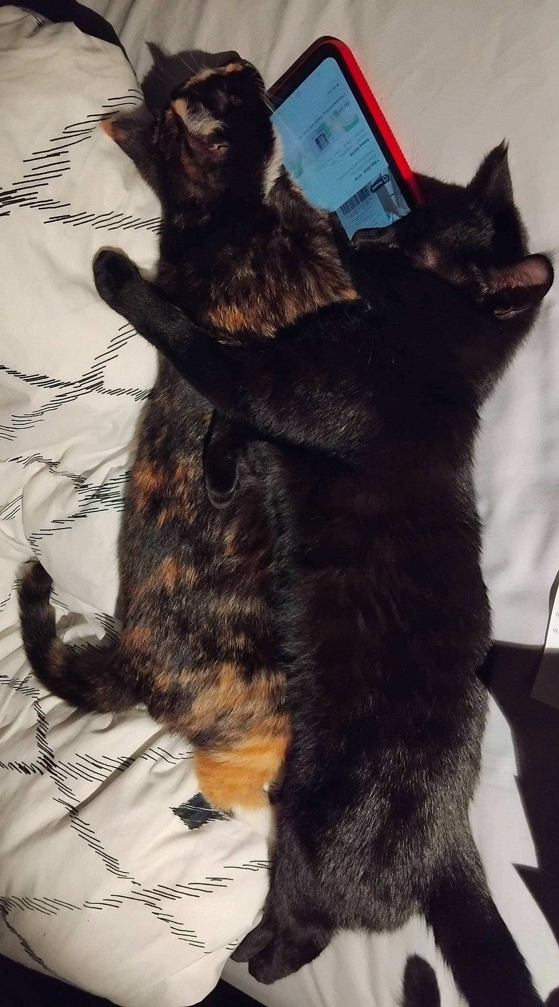 Tomy is registered to the contest to win money with this photo: black_cat, bombay, carnivore, cat, claw, dog_breed, domestic_short_haired_cat, felidae, fur, mammal, paw, small_to_medium_sized_cats, tail, terrestrial_animal, vertebrate, whiskers