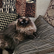 Sasha Lee Lumry is registered to the contest to win money with this photo: animal_print, blue_eyes, cat, couch, cozy, domestic_animal, feline, fluffy, furniture, home_interior, indoor, leopard_print, living_room, pet, pillow, relaxing, resting, soft_texture, tabby, zebra_print