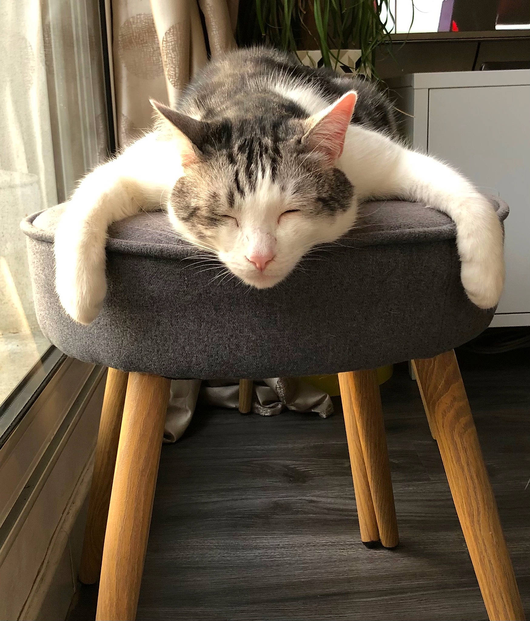 Leo participe au concours pour gagner de l'argent avec cette photo : carnivore, cat, chair, comfort, domestic_short_haired_cat, eye, fawn, felidae, fur, hardwood, head, mammal, paw, sitting, small_to_medium_sized_cats, snout, tail, whiskers, window, wood