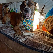 Remington is registered to the contest to win money with this photo: bandana, bed, blanket, bones, brindle, brown_fur, colorful, couch, dog, grooming, happy, home, indoor, lying_down, pet, portrait, relaxed, smiling, snout, teeth