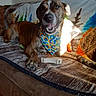 bandana, bed, blanket, bones, brindle, brown_fur, colorful, couch, dog, grooming, happy, home, indoor, lying_down, pet, portrait, relaxed, smiling, snout, teeth