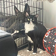 Thor joined the competition — help win amazing prizes! abyssinian, animal, cage, canine, cat, couch, crib, den, dog, doghouse, egyptiancat, furniture, indoors, infantbed, kennel, kitten, manx, pet, puppy, rabbit