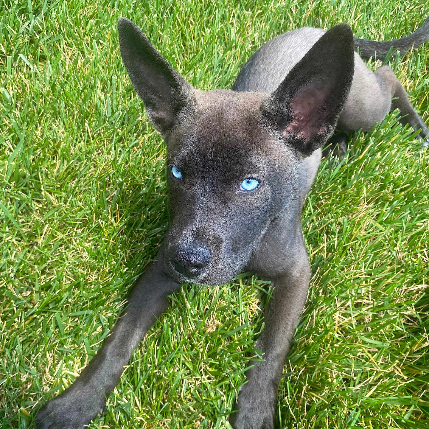 Thor is registered to the contest to win money with this photo: accessories, animal, ball, canine, chihuahua, dog, field, grass, grassland, green, husky, lawn, nature, outdoors, pet, plant, puppy, sport, strap, tennis