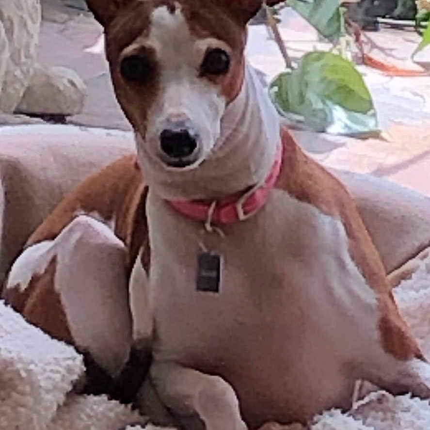 Layla