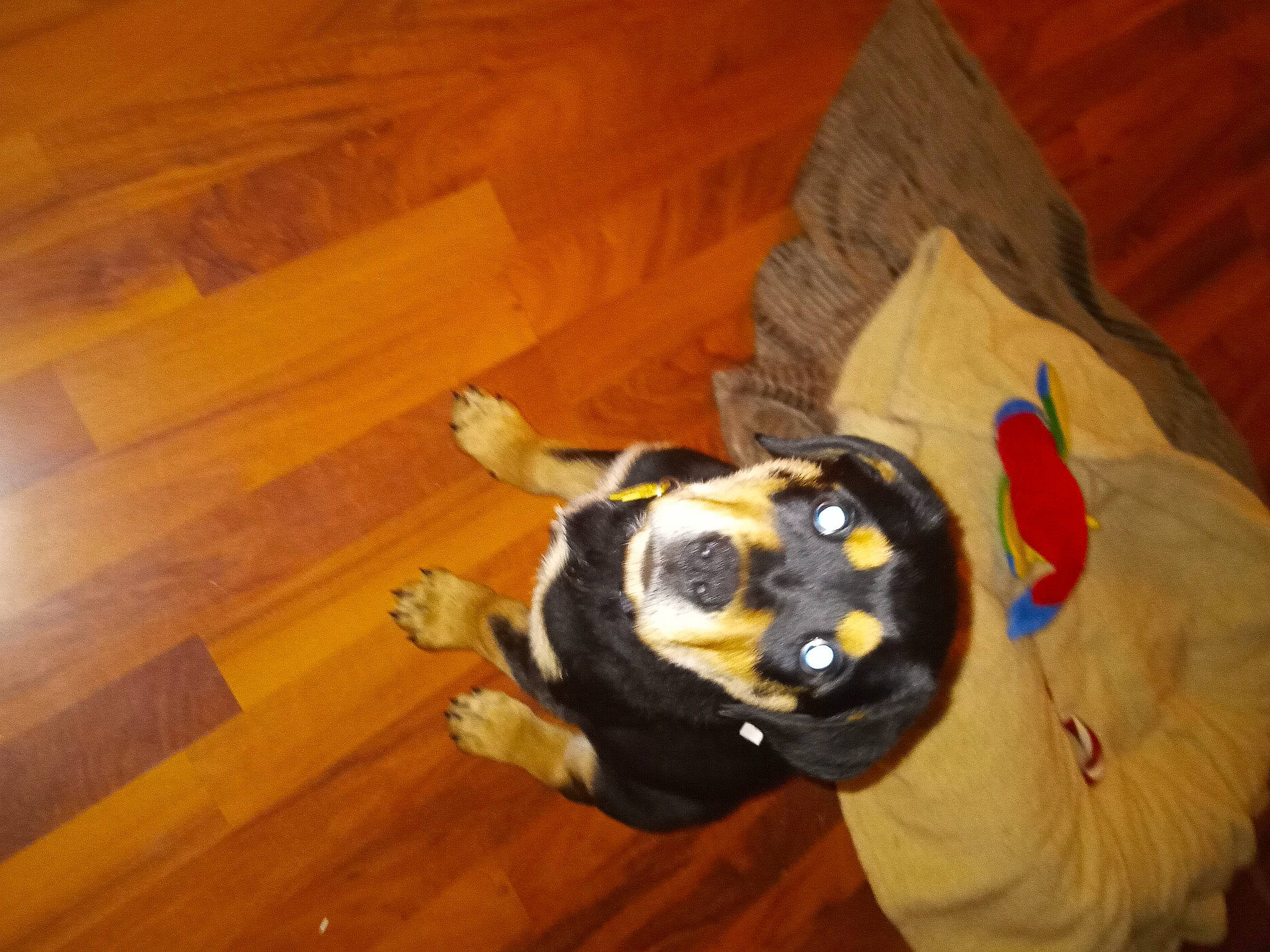 Ruger joined the competition — help win amazing prizes! carnivore, companion_dog, dog, dog_breed, dog_clothes, dog_supply, floor, flooring, fur, hardwood, laminate_flooring, plywood, stuffed_toy, terrestrial_animal, toy, varnish, wood, wood_flooring, wood_stain, working_animal