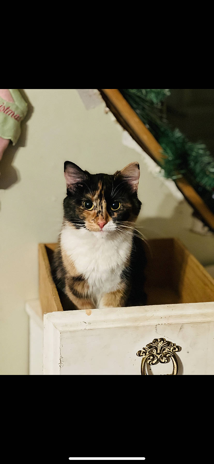 Hermione is registered to the contest to win money with this photo: box, cardboard, carnivore, carton, cat, domestic_short_haired_cat, felidae, formal_wear, fur, packaging_and_labeling, packing_materials, paper_product, shipping_box, small_to_medium_sized_cats, snout, whiskers, window, wood