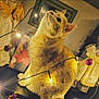 animal, cat, close_up, cozy, curious, decor, doll, feline, fur, household, indoor, looking_up, orange_cat, pet, portrait, sitting, string_lights, vintage, warm_lighting, whiskers