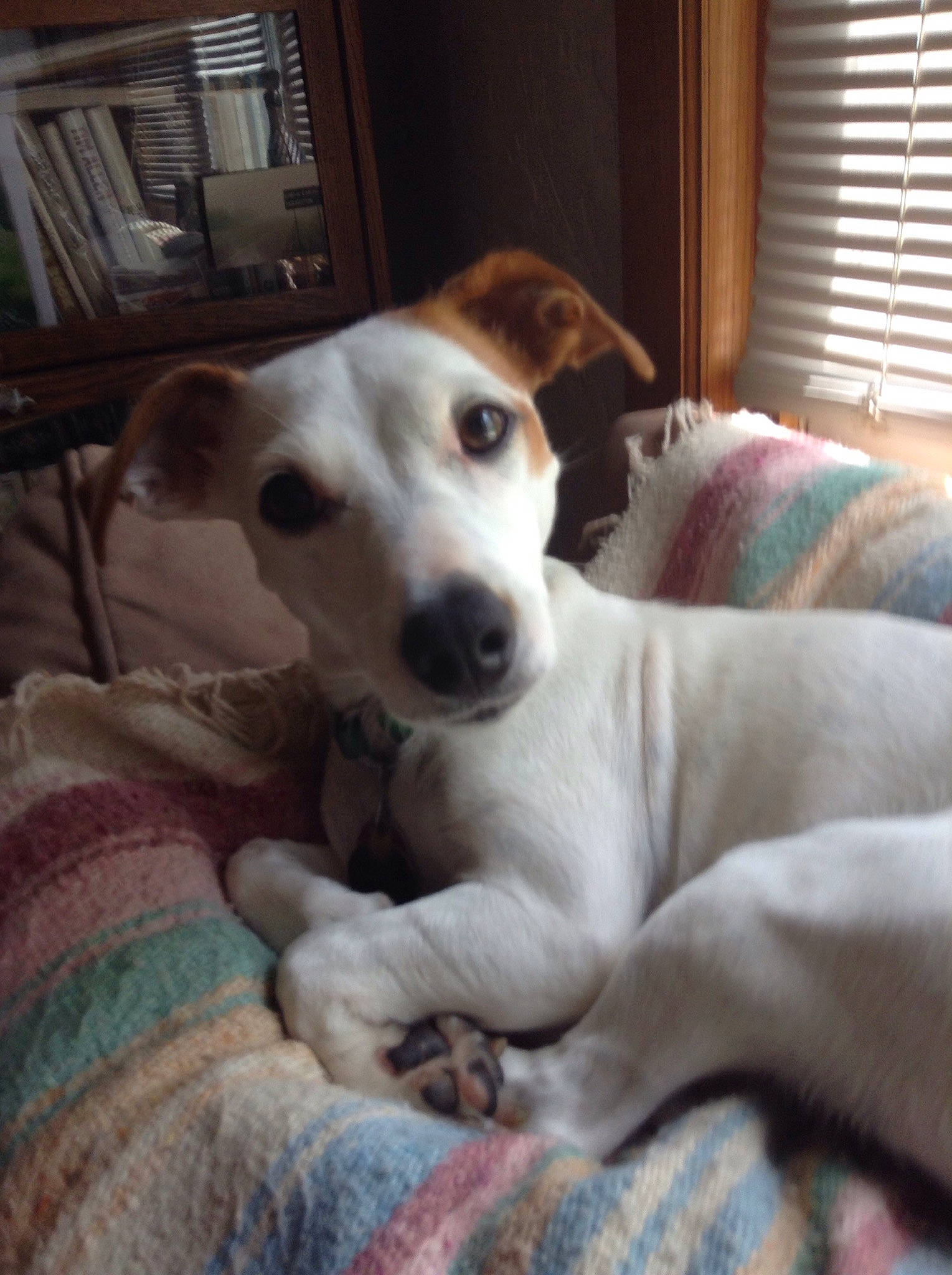 Dusty is registered to the contest to win money with this photo: carnivore, comfort, companion_dog, dog, dog_breed, fawn, flooring, linens, non_sporting_group, paw, shelf, street_dog, terrestrial_animal, whiskers, window, window_blind, window_covering, window_treatment, working_animal