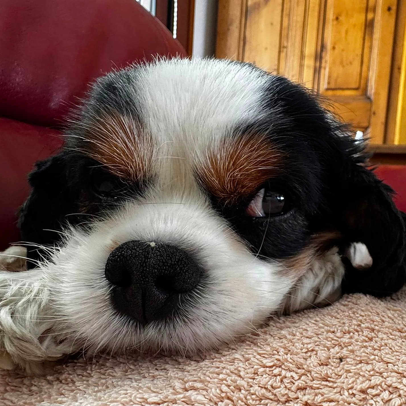 Olly