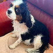 Olly a rejoint le concours — aidez-le/la à gagner de superbes lots ! animal, black, brown, cavalier_king_charles_spaniel, companion, cute, dog, domestic, fur, household, indoor, looking_up, pet, red_leather_couch, relaxed, sitting, small_dog, towel, wet, white