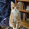 animal, blanket, books, bookshelf, cat, cozy, curious, cute, decor, feline, furniture, home, indoor, orange_cat, pattern, pet, portrait, sitting, tapestry, white_cat