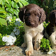 Automne a rejoint le concours — aidez-le/la à gagner de superbes lots ! puppy, dog, brown, white, fur, flower, greenery, plants, outdoor, sunlight, nature, cute, young, pet, animal, garden, leaf, small, sitting, adorable