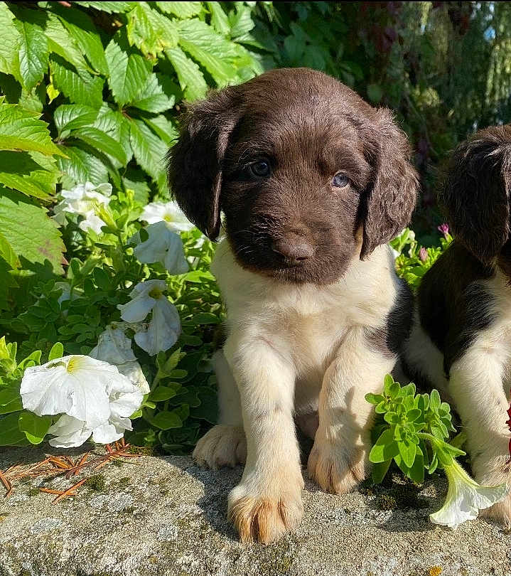 Automne a rejoint le concours — aidez-le/la à gagner de superbes lots ! puppy, dog, brown, white, fur, flower, greenery, plants, outdoor, sunlight, nature, cute, young, pet, animal, garden, leaf, small, sitting, adorable