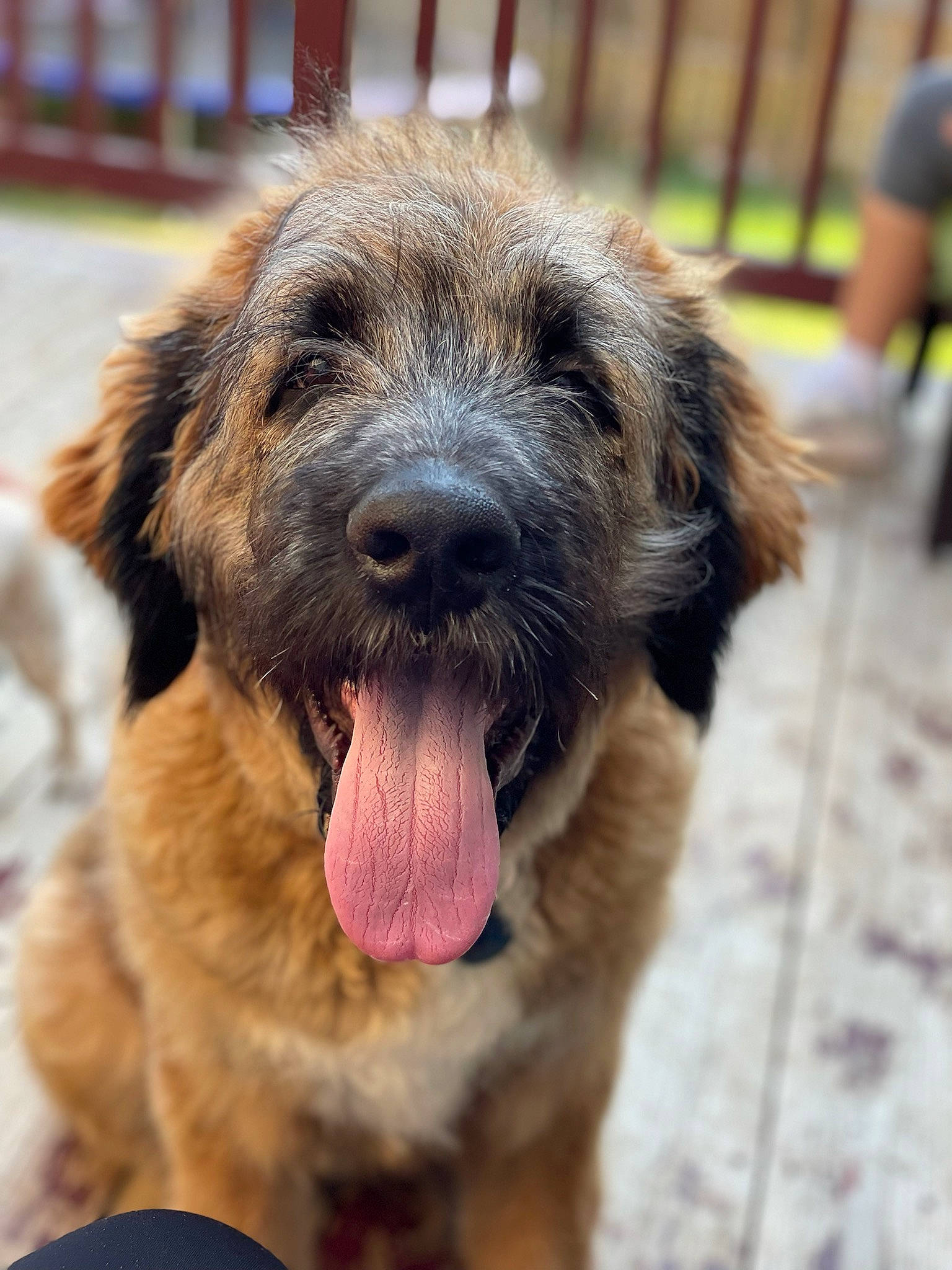 Henry James joined the competition — help win amazing prizes! canidae, carnivore, companion_dog, dog, dog_breed, event, fur, hunting_dog, liver, puppy, snout, sporting_group, terrestrial_animal, terrier, working_animal, working_dog