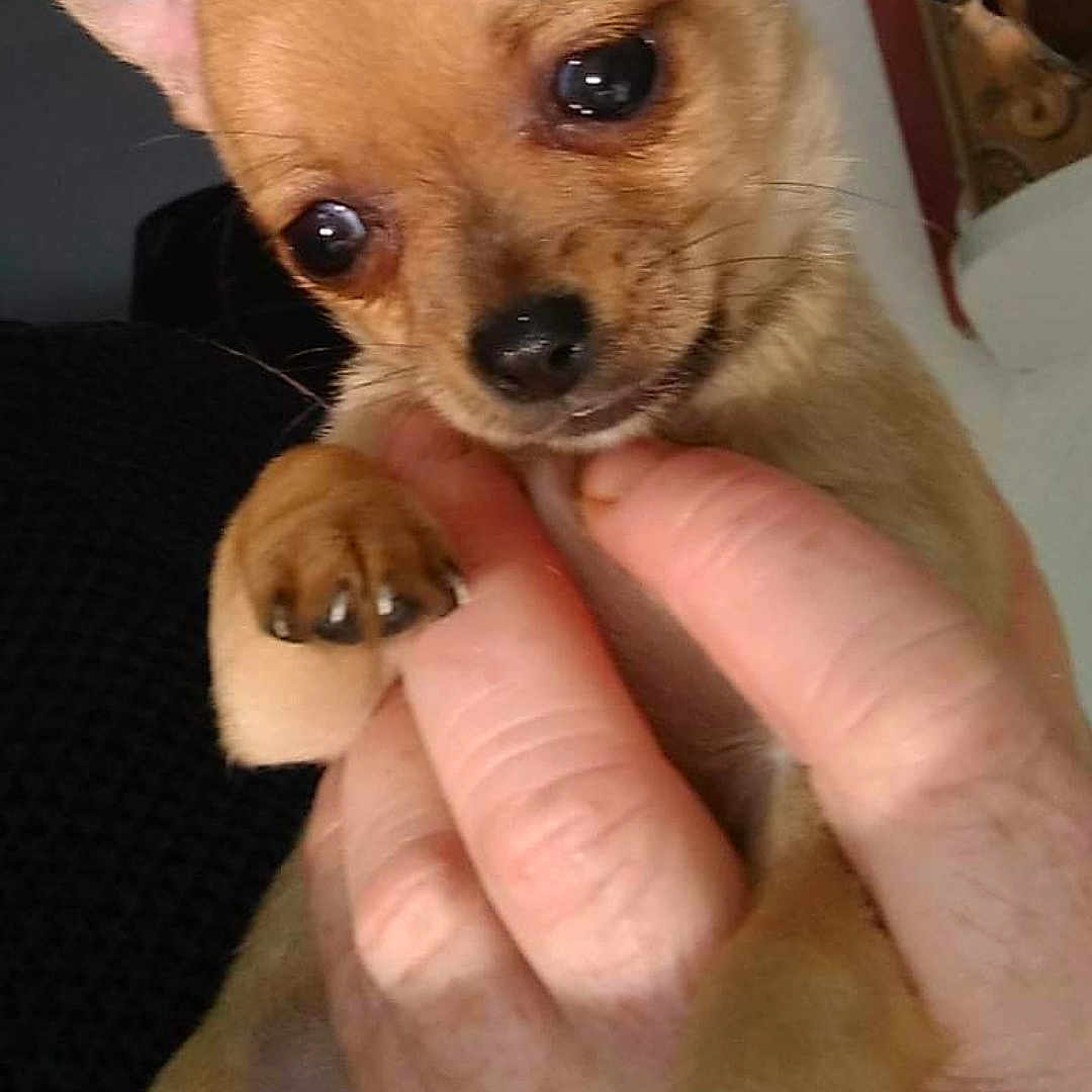 Bijou