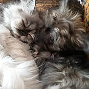 Mya participe au concours pour gagner de l'argent avec cette photo : canidae, carnivore, cat, chinese_imperial_dog, companion_dog, dog, dog_breed, ear, felidae, fur, lhasa_apso, nap, non_sporting_group, puppy, puppy_love, shih_tzu, small_to_medium_sized_cats, terrier, toy_dog, whiskers