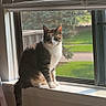 cat, tabby_cat, windowsill, window, blinds, indoor, sunlight, pet, animal, greenery, daylight, curious, feline, sitting, looking, house, domestic, fur, whiskers, tail