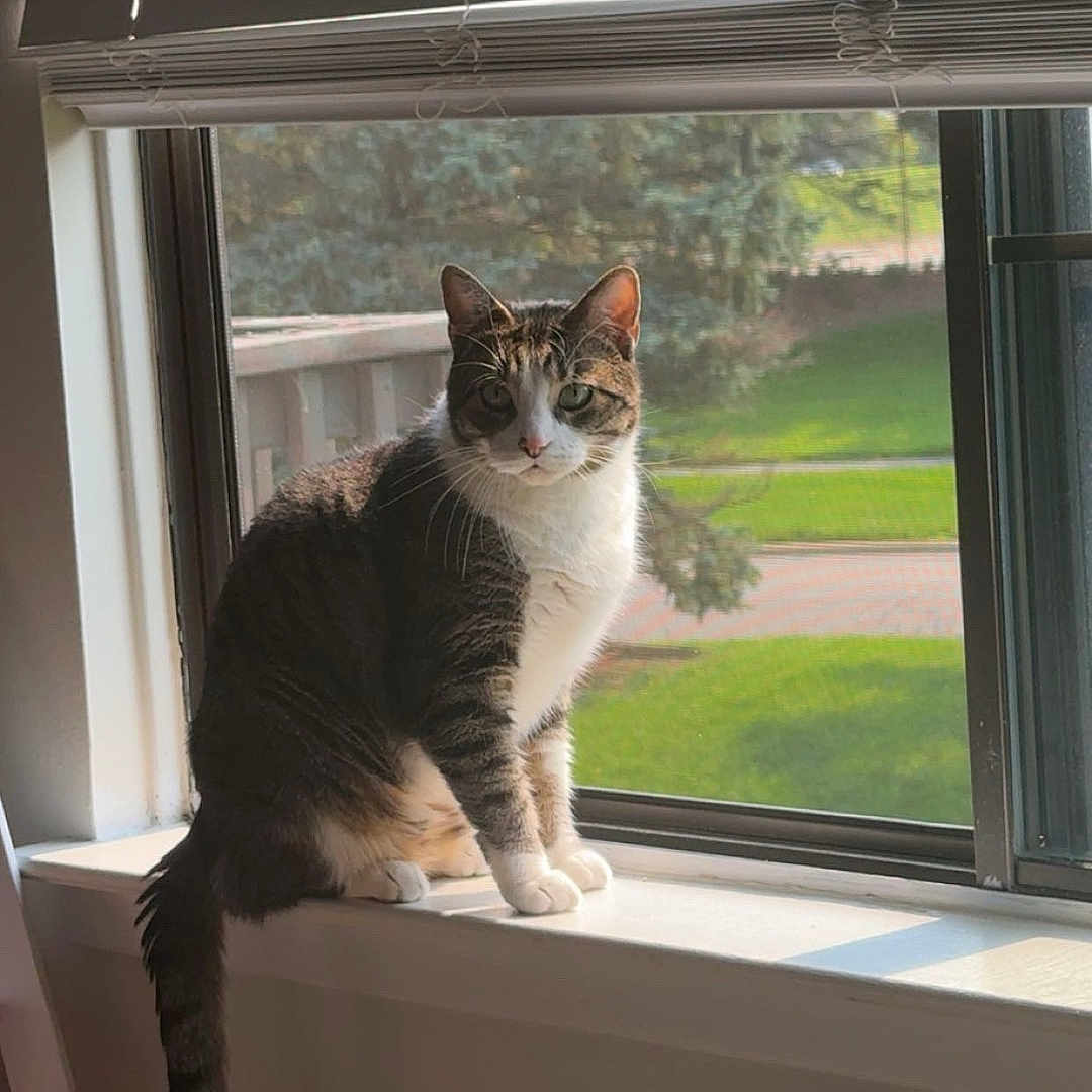 Firecracker joined the competition — help win amazing prizes! cat, tabby_cat, windowsill, window, blinds, indoor, sunlight, pet, animal, greenery, daylight, curious, feline, sitting, looking, house, domestic, fur, whiskers, tail